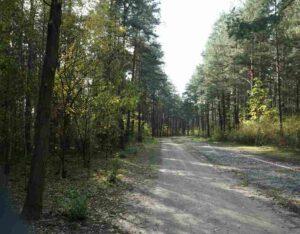 Treblinka guide gennem skoven